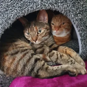 Two British Shorthair sisters in need of loving home - Image 4