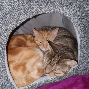 Two British Shorthair sisters in need of loving home - Image 5