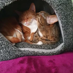 Two British Shorthair sisters in need of loving home - Image 6