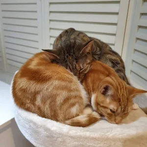 Two British Shorthair sisters in need of loving home - Image 7