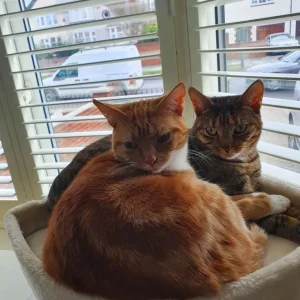 Two British Shorthair sisters in need of loving home - Image 8