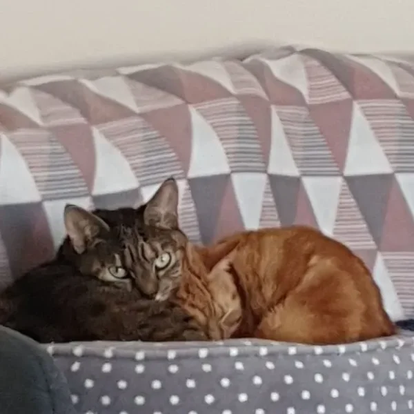 Two British Shorthair sisters in need of loving home