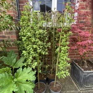 LEFT OVER FROM A PROJECT I HAVE 1 OF THESE BEAUTIFUL SALIX WEEPING WILLOWS