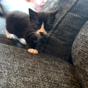 READY NOW kittens 🐱 - Image 2