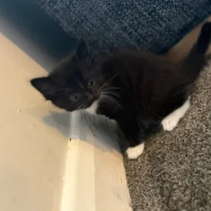 READY NOW kittens 🐱