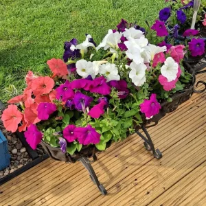 Pair of wrought iron plant containers £30 the pair - Image 3