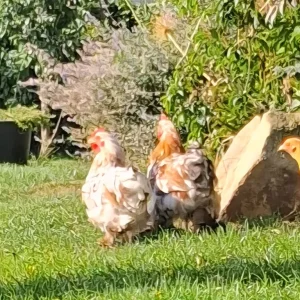 Pekin Cockerels - Image 2