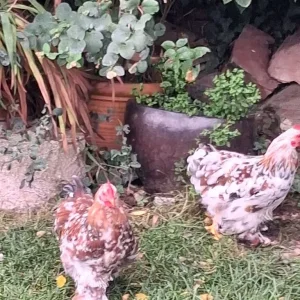 Pekin Cockerels - Image 3