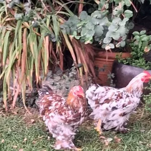 Pekin Cockerels - Image 4