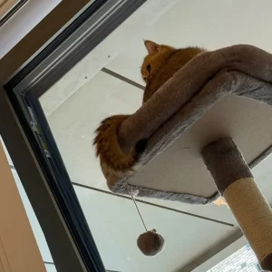 XXL Cat Tower – Light Grey (206cm) – Excellent Condition + Free Cat Litter - Image 3