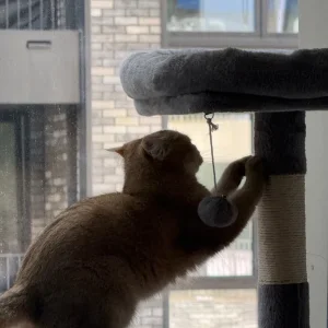 XXL Cat Tower – Light Grey (206cm) – Excellent Condition + Free Cat Litter - Image 4