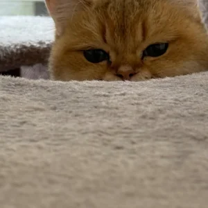 XXL Cat Tower – Light Grey (206cm) – Excellent Condition + Free Cat Litter