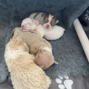 Exquisite KC Registered Chihuahua Puppies 💖 - Image 2