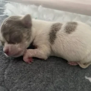 Exquisite KC Registered Chihuahua Puppies 💖 - Image 3