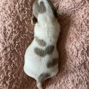 Exquisite KC Registered Chihuahua Puppies 💖 - Image 4