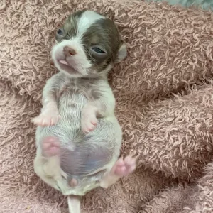 Exquisite KC Registered Chihuahua Puppies 💖 - Image 5