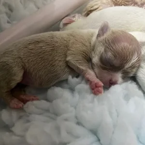 Exquisite KC Registered Chihuahua Puppies 💖 - Image 6