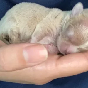 Exquisite KC Registered Chihuahua Puppies 💖 - Image 7