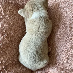 Exquisite KC Registered Chihuahua Puppies 💖 - Image 8