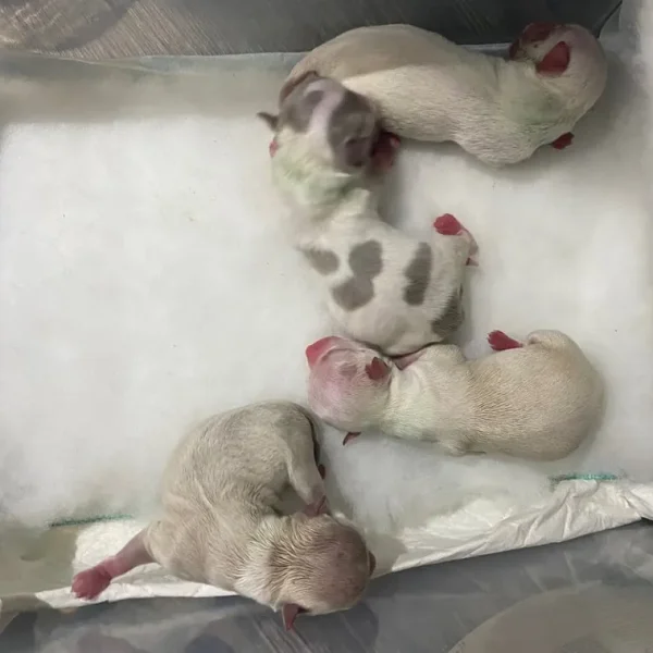 Exquisite KC Registered Chihuahua Puppies 💖