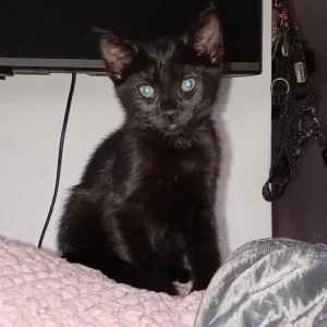 1 baby kitten left - Image 2