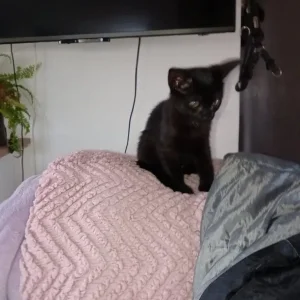 1 baby kitten left - Image 3