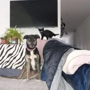 1 baby kitten left - Image 4