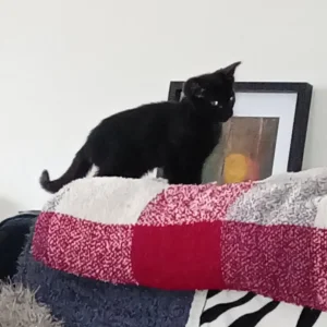 1 baby kitten left - Image 5