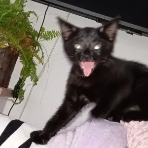 1 baby kitten left - Image 6