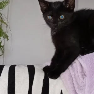 1 baby kitten left - Image 7