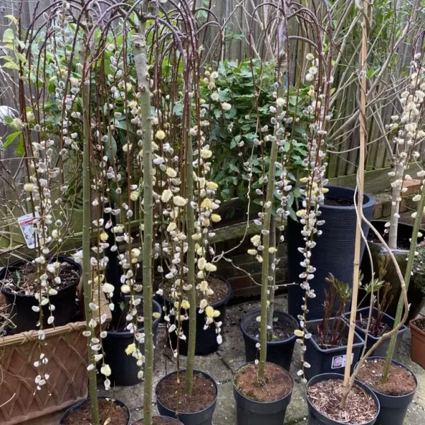 Price Reduced. Kilmarnock Salix Weeping Willow Trees