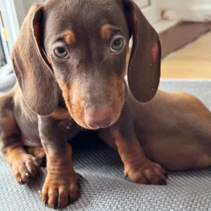 Standard size dachshund puppies - Image 2