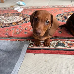 Standard size dachshund puppies - Image 3