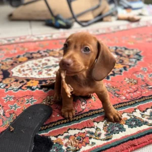 Standard size dachshund puppies - Image 4