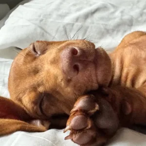 Standard size dachshund puppies - Image 5