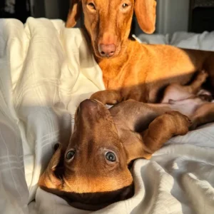 Standard size dachshund puppies - Image 6