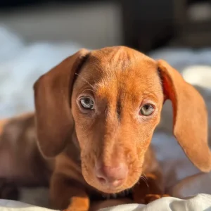 Standard size dachshund puppies - Image 7