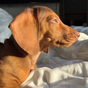 Standard size dachshund puppies - Image 8