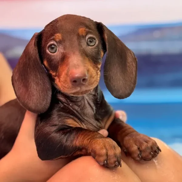 Standard size dachshund puppies