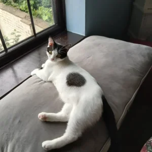 Cats need forever home - Image 2