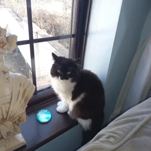 Cats need forever home - Image 3