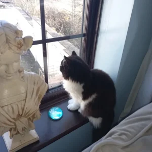 Cats need forever home - Image 4