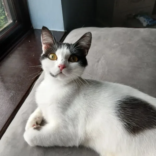 Cats need forever home