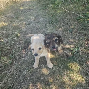 King charles spaniel cross cockerpoo - Image 2