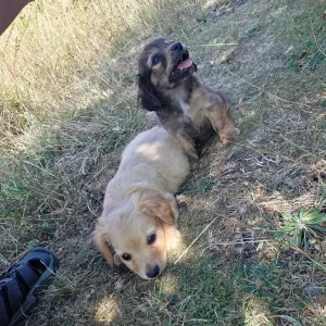 King charles spaniel cross cockerpoo - Image 3