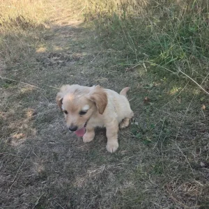 King charles spaniel cross cockerpoo - Image 4