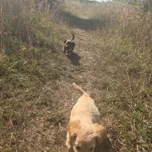 King charles spaniel cross cockerpoo - Image 5