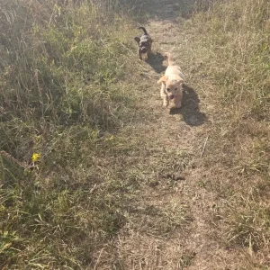 King charles spaniel cross cockerpoo - Image 6