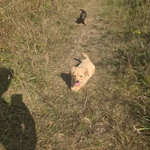 King charles spaniel cross cockerpoo - Image 7