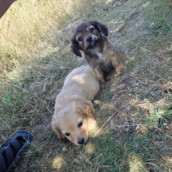King charles spaniel cross cockerpoo